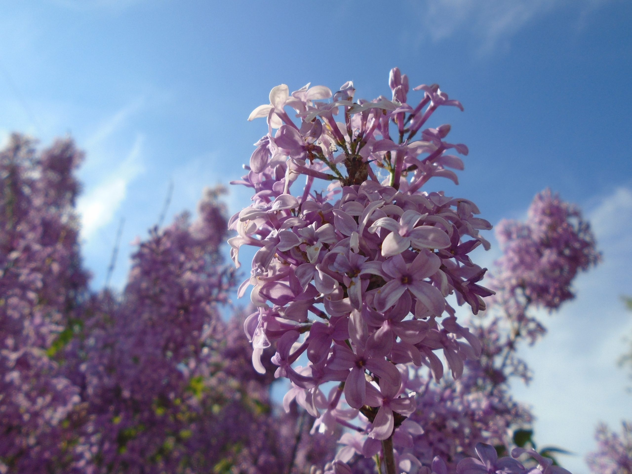 18 lilac bushes.